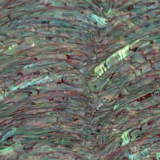 Paua Abalone Rim Dark Inlay Sheet